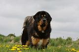DOGUE DU TIBET 230
